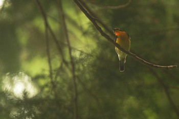 Narcissus Flycatcher 東京都 Sun, 5/31/2020