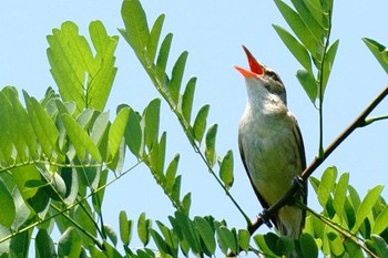 Oriental Reed Warbler 大井埠頭(大井ふ頭) Sun, 6/7/2020