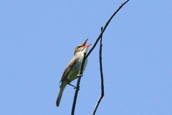 Oriental Reed Warbler 大井埠頭(大井ふ頭) Sun, 6/7/2020