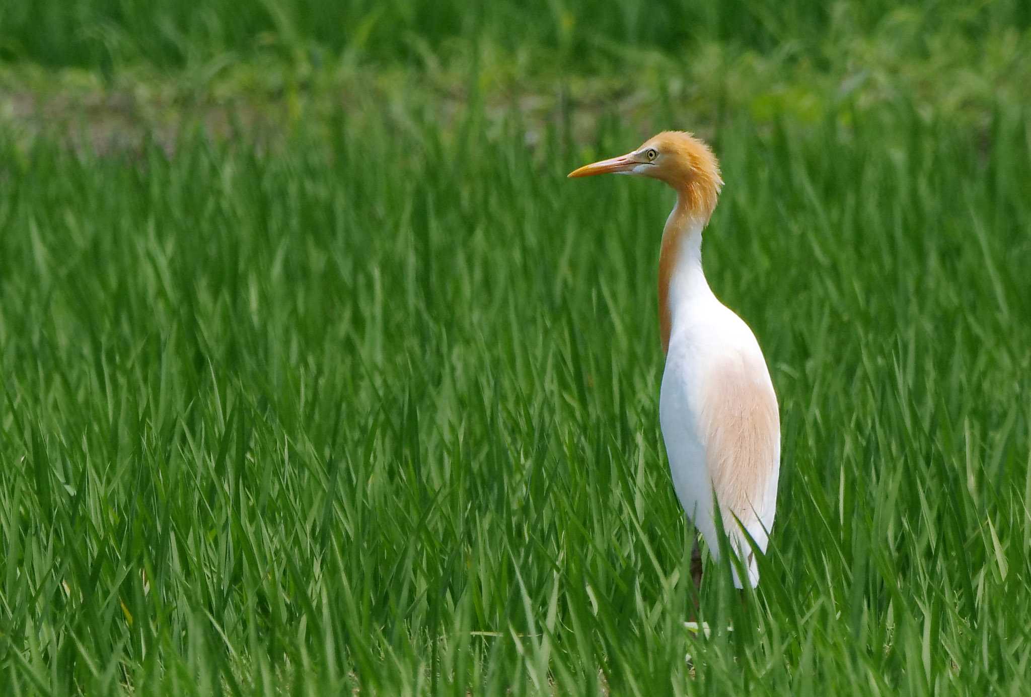 志木市宗岡 アマサギの写真 by Rothlega