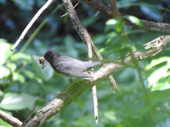 2020年6月8日(月) 八王子城跡の野鳥観察記録