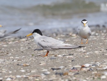 Little Tern 千葉県 Tue, 6/9/2020