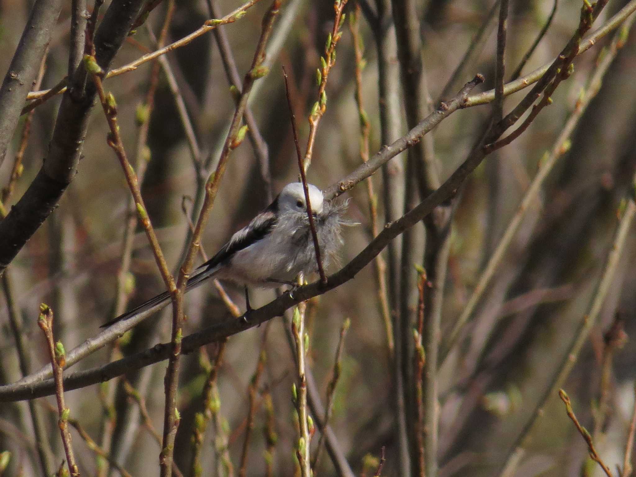 Photo of Long-tailed tit(japonicus) at 札幌;北海道 by Yo