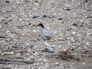 Little Tern 千葉県 Tue, 6/9/2020