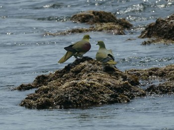 2020年6月9日(火) 大磯照ヶ崎海岸の野鳥観察記録