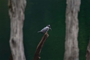 Crested Kingfisher Hayatogawa Forest Road Sun, 9/6/2015