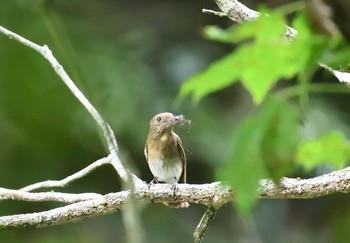 オオルリ 香川県 2020年6月9日(火)