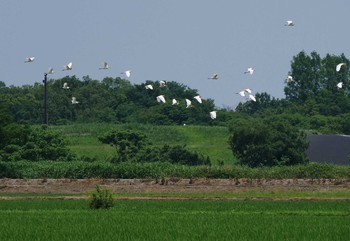 アマサギ 志木市宗岡 2020年6月8日(月)