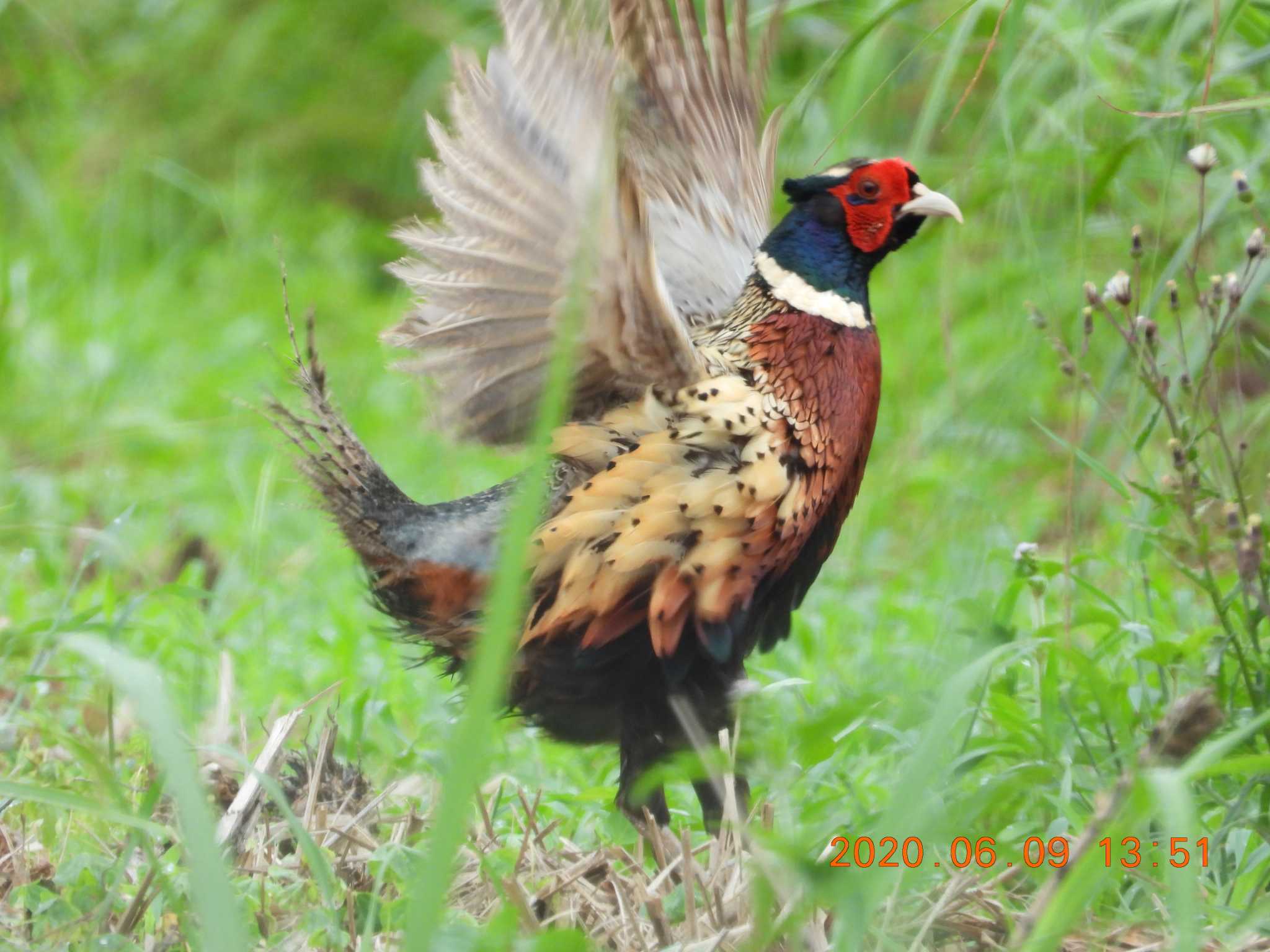 Common Pheasant