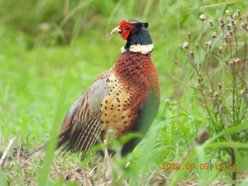 2020年6月9日(火) 恩納村の野鳥観察記録