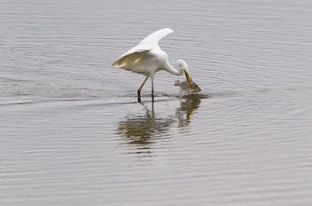 Sun, 4/3/2016 Birding report at 長都沼(千歳市)