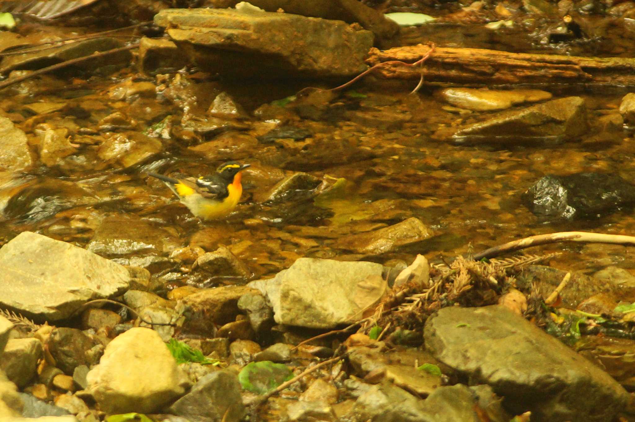 Photo of Narcissus Flycatcher at 東京都 by bea