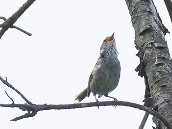 Japanese Bush Warbler 岐阜 Tue, 6/9/2020