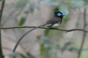 サンコウチョウ 再度山 2020年6月6日(土)