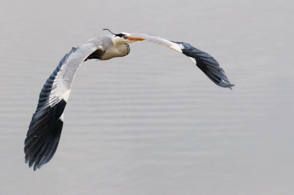 Photo of Grey Heron at 長都沼(千歳市) by tsukae