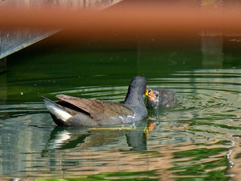 バン もえぎ野公園 2020年6月10日(水)