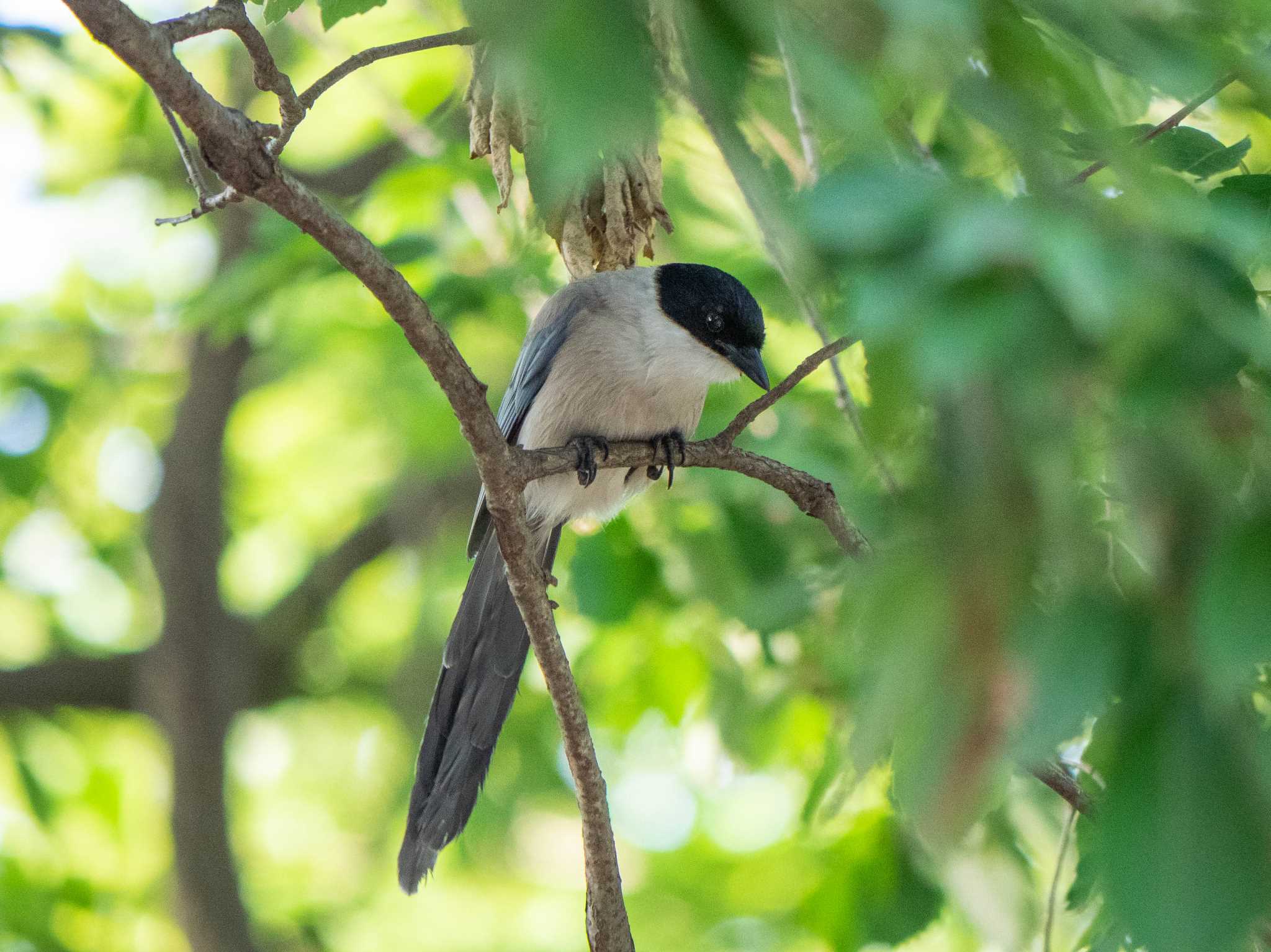 藤が丘公園 オナガの写真 by Tosh@Bird