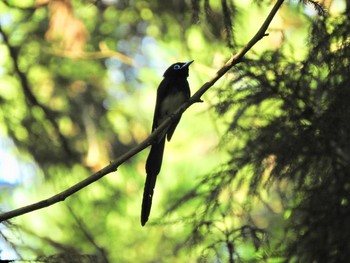 2020年6月10日(水) 八王子城跡の野鳥観察記録