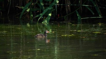 バン もえぎ野公園 2020年6月10日(水)