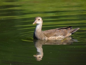 バン もえぎ野公園 2020年6月10日(水)