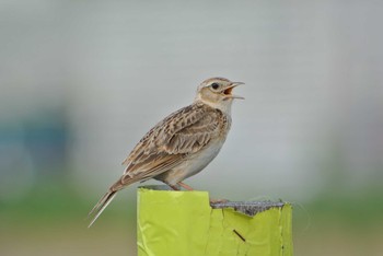 Eurasian Skylark 堺浜 Wed, 6/10/2020