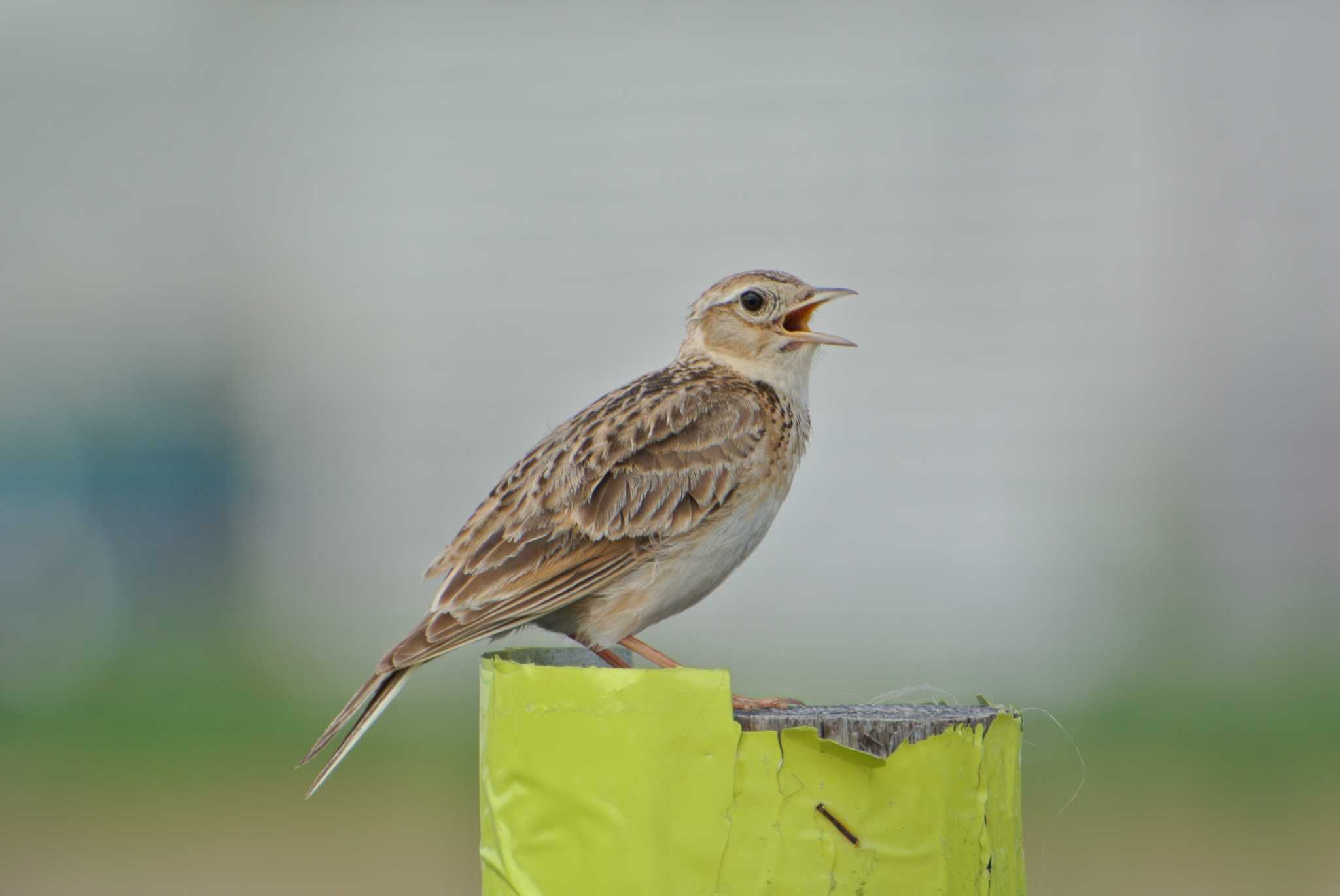 Photo of Eurasian Skylark at 堺浜 by Daguchan