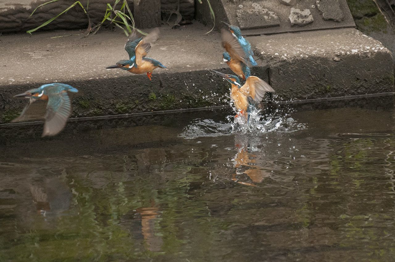 Photo of Common Kingfisher at 神奈川県 綾瀬市 by komezou