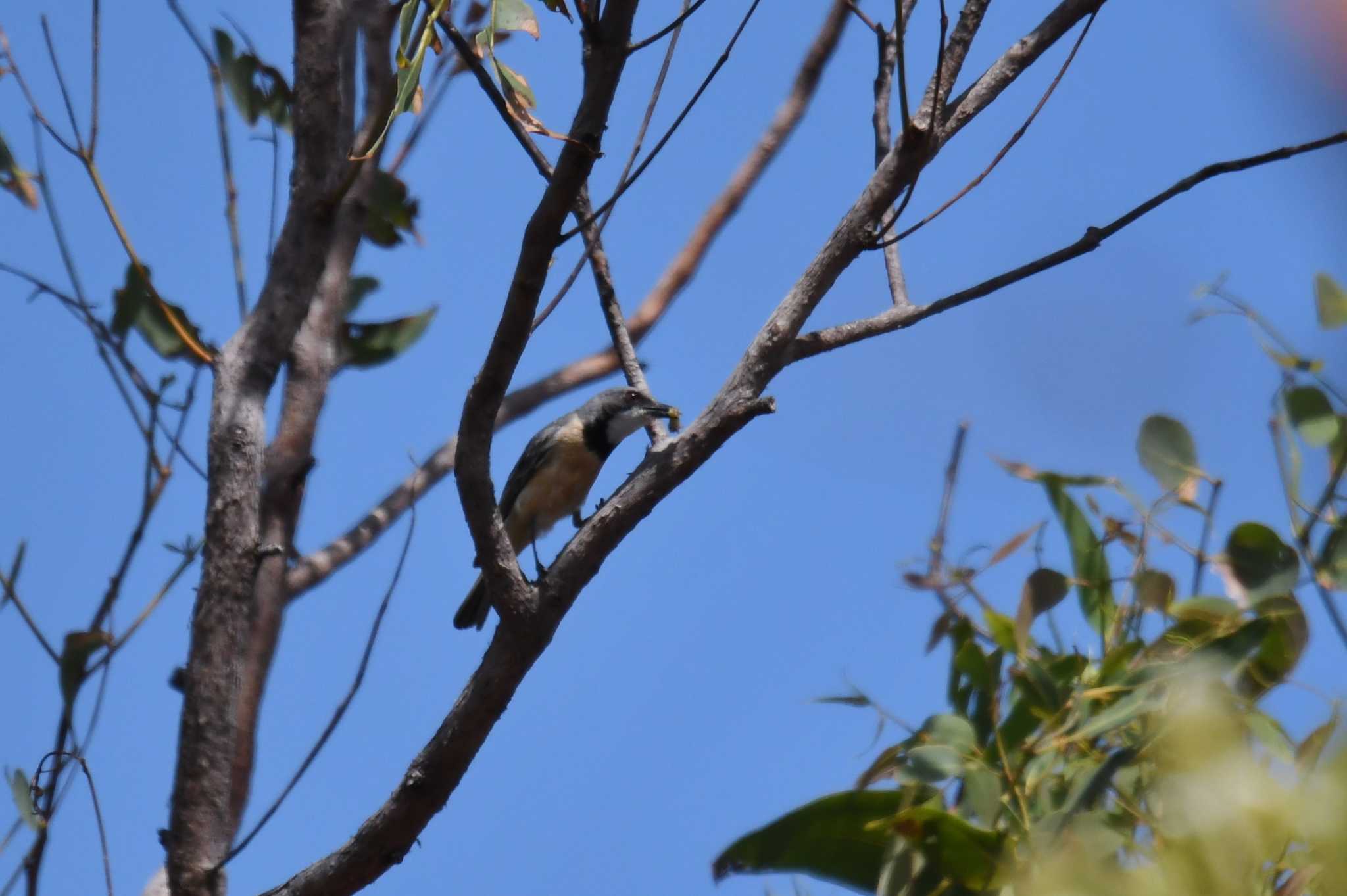 Photo of Rufous Whistler at Iron Range National Park by あひる