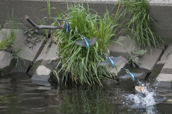 カワセミ 神奈川県 綾瀬市 2016年4月23日(土)