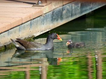 バン もえぎ野公園 2020年6月10日(水)