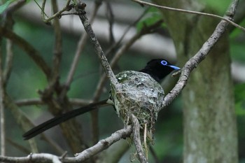 Black Paradise Flycatcher Unknown Spots Wed, 6/10/2020