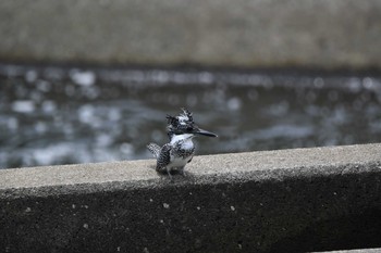 Crested Kingfisher Unknown Spots Mon, 6/8/2020