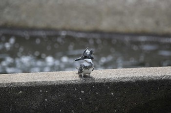 Crested Kingfisher Unknown Spots Mon, 6/8/2020