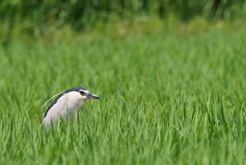 ゴイサギ 大久保農耕地 2020年6月8日(月)