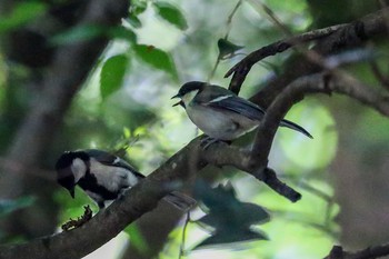 シジュウカラ 明治神宮 2020年6月10日(水)