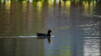 バン もえぎ野公園 2020年6月10日(水)