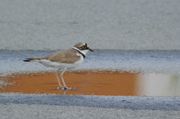 Little Ringed Plover 堺浜 Wed, 6/10/2020