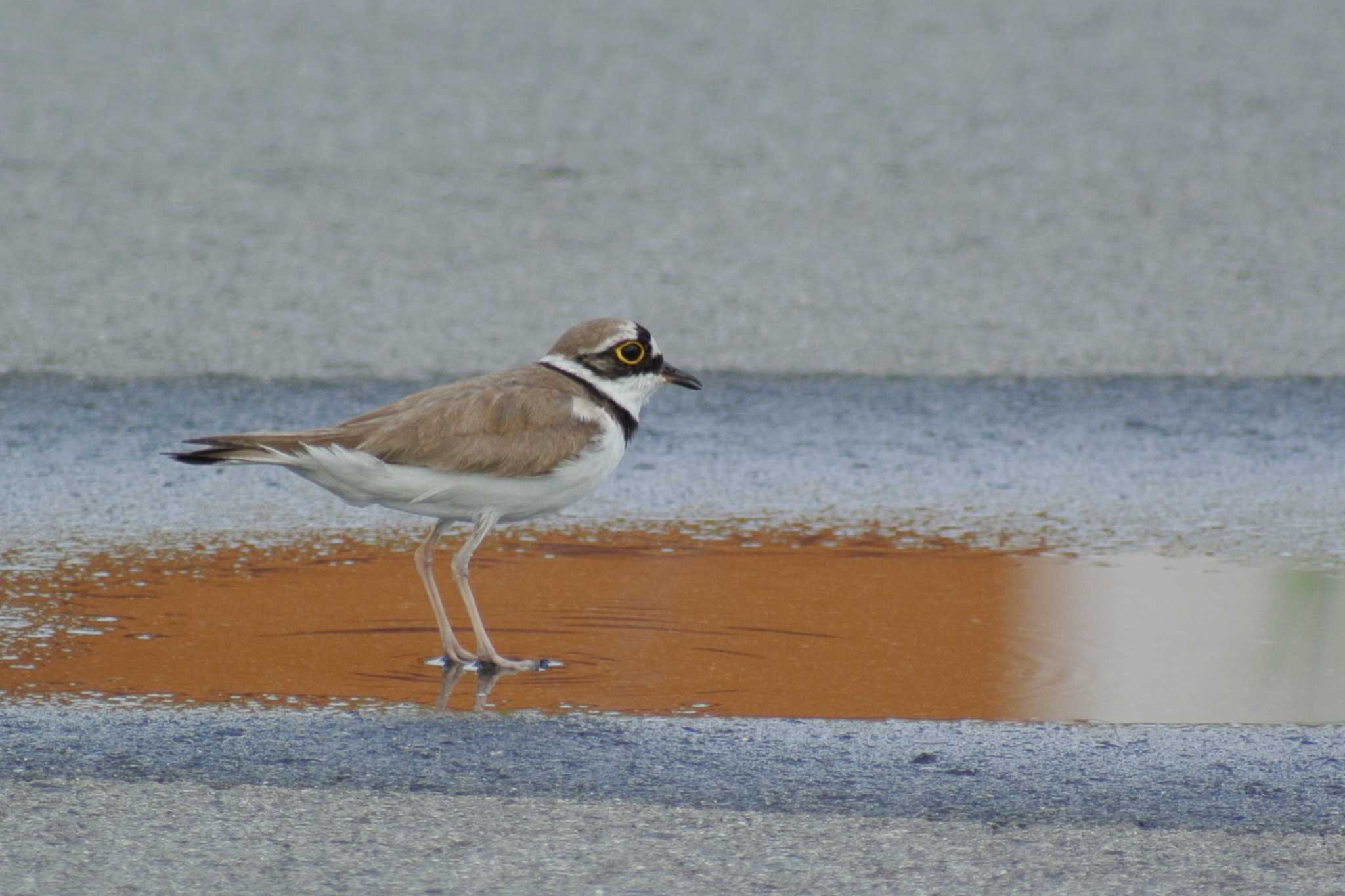 Photo of Little Ringed Plover at 堺浜 by Daguchan