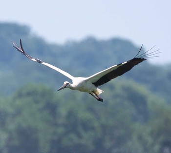 コウノトリ 渡良瀬 2020年6月8日(月)