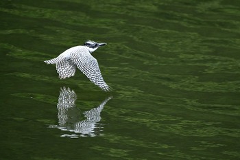 Crested Kingfisher Unknown Spots Mon, 6/8/2020