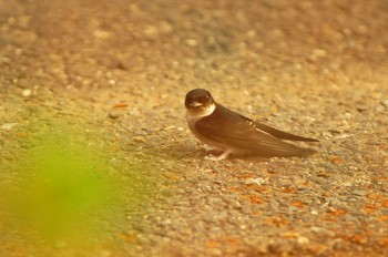 Asian House Martin Nogawa Wed, 6/3/2020