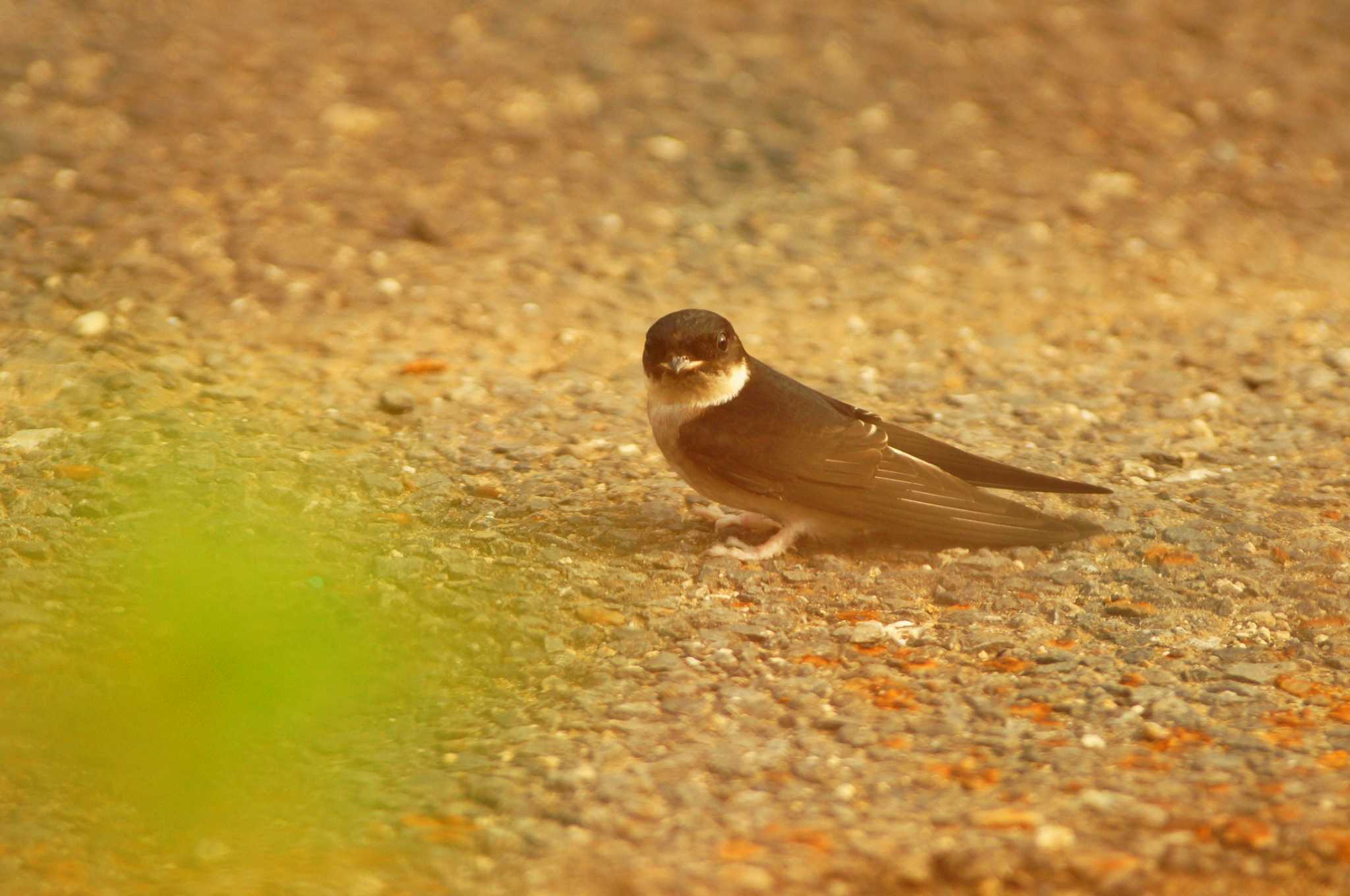 Photo of Asian House Martin at Nogawa by bea