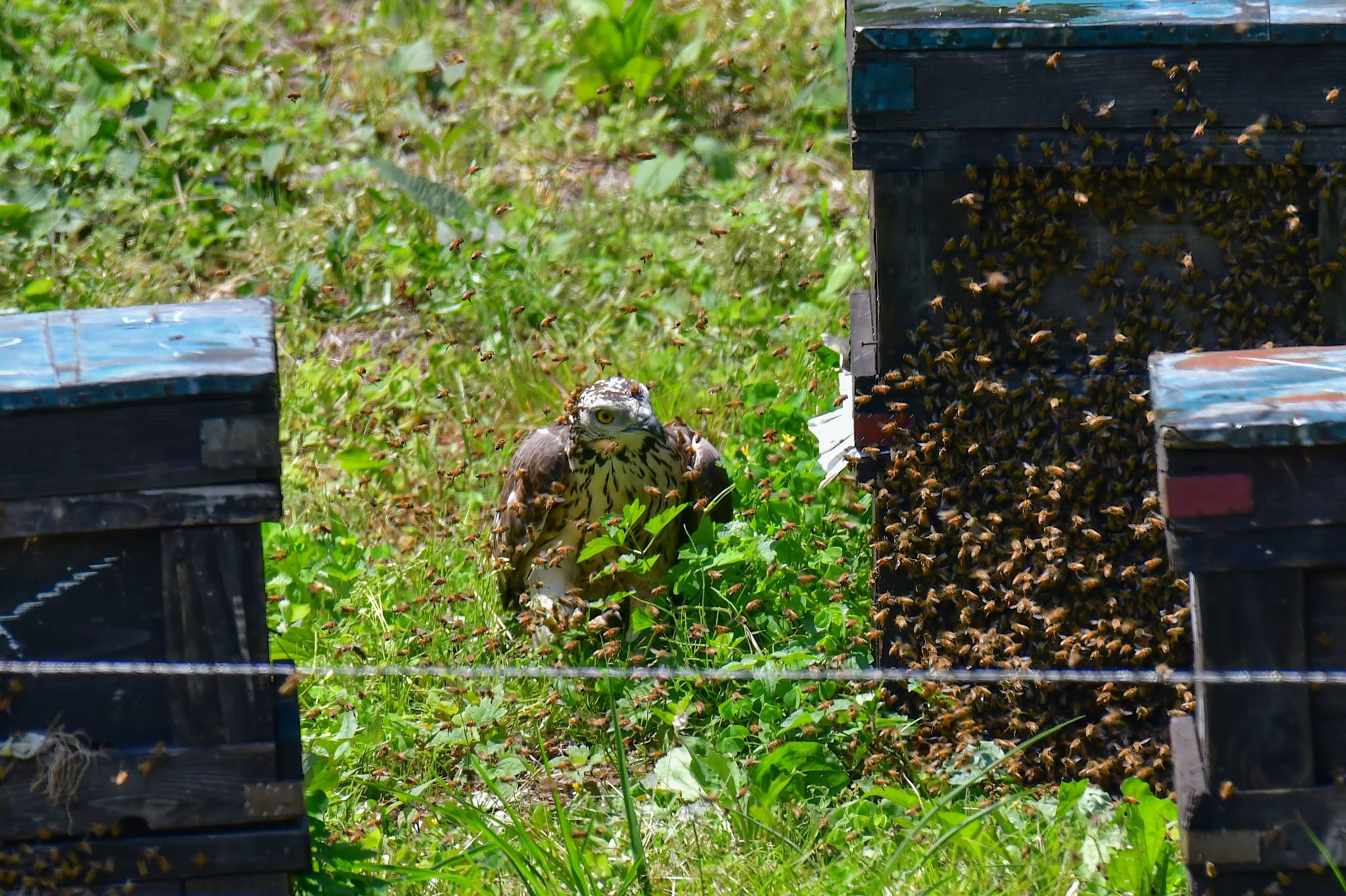 ミツバチの巣を狙うハチクマ！ by たくぱま