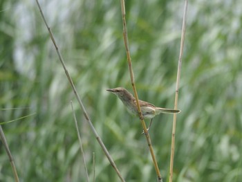 Unknown Species 千葉県 Sun, 6/7/2020