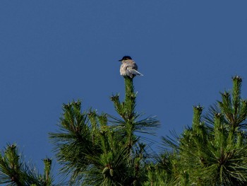 Azure-winged Magpie 藤が丘公園 Wed, 6/10/2020