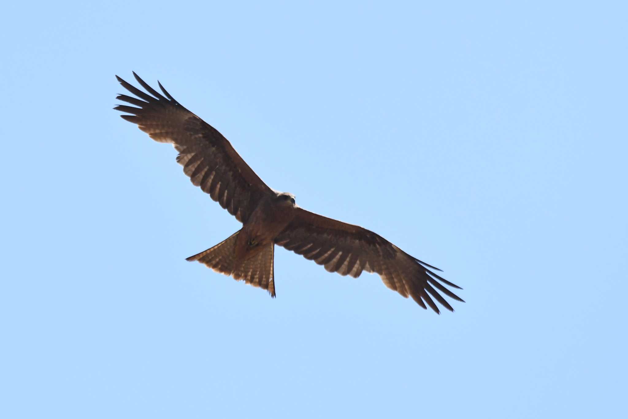 Photo of Black Kite at Iron Range National Park by あひる