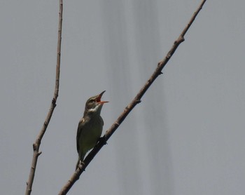 Oriental Reed Warbler 多摩川是政橋 Wed, 6/10/2020