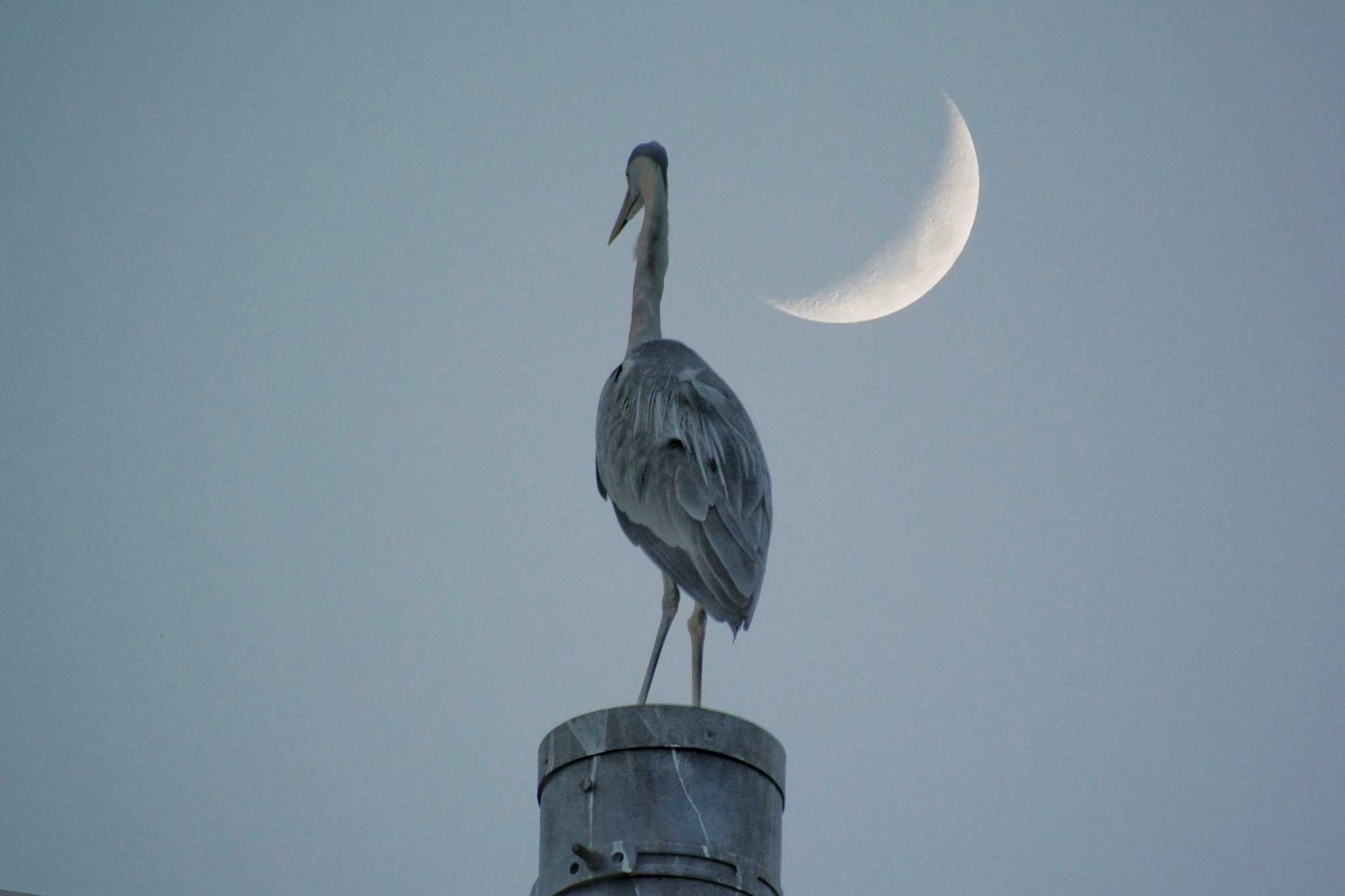 Photo of Grey Heron at 住之江区 by Daguchan