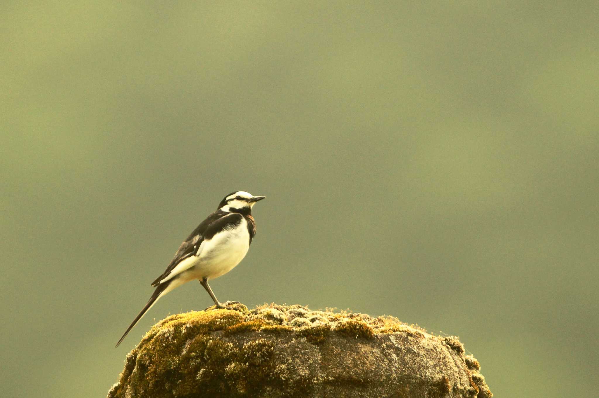 Photo of White Wagtail at 丹沢の山 by bea