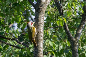 Japanese Green Woodpecker 屏風岩 Sun, 5/17/2015